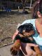Rottweiler Puppies for sale in Batesburg, SC 29070, USA. price: $800