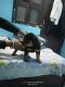 Rottweiler Puppies for sale in Mahipalpur Flyover, Block B, Mahipalpur Village, Mahipalpur, New Delhi, Delhi 110037, India. price: 12000 INR