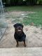 Rottweiler Puppies for sale in Charlotte, NC, USA. price: $15,002,500