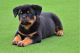 Rottweiler Puppies for sale in Miami, FL, USA. price: $1,500
