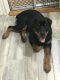 Rottweiler Puppies for sale in Brooklyn, NY 11214, USA. price: NA