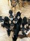 Rottweiler Puppies for sale in Queens, NY, USA. price: NA
