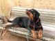 Rottweiler Puppies for sale in Katraj, Pune, Maharashtra, India. price: 10000 INR