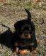 Rottweiler Puppies for sale in Harrah, OK, USA. price: $2,000