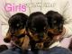 Rottweiler Puppies for sale in Omaha, NE, USA. price: $1,500