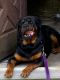 Rottweiler Puppies for sale in Guelph, ON, Canada. price: NA