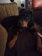 Rottweiler Puppies for sale in Columbus, OH 43228, USA. price: $850
