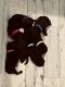 Rottweiler Puppies for sale in Elizabeth City, NC 27909, USA. price: $1,000