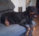 Rottweiler Puppies for sale in Winnsboro, SC 29180, USA. price: NA