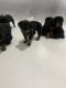 Rottweiler Puppies for sale in Detroit, MI, USA. price: $800