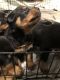 Rottweiler Puppies for sale in UPPR CHICHSTR, PA 19013, USA. price: $1,400