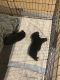 Rottweiler Puppies for sale in Aylett, VA, USA. price: $2,500