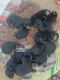 Rottweiler Puppies for sale in Pataudi, Haryana 122503, India. price: 20000 INR