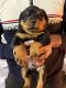 Rottweiler Puppies for sale in Bhopal, Madhya Pradesh, India. price: 18000 INR