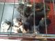 Rottweiler Puppies for sale in Republic, PA, USA. price: $800