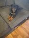 Rottweiler Puppies for sale in Detroit, MI, USA. price: $1,500