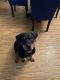 Rottweiler Puppies for sale in Kelseyville, CA 95451, USA. price: NA