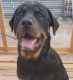 Rottweiler Puppies for sale in Pahrump, NV 89060, USA. price: NA