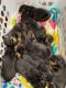 Rottweiler Puppies for sale in Stevens Point, WI, USA. price: NA