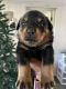 Rottweiler Puppies for sale in Greensboro, NC, USA. price: $1,800