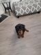 Rottweiler Puppies for sale in Chester, VA, USA. price: $400