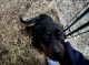 Rottweiler Puppies for sale in Dix, IL 62830, USA. price: $800