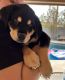 Rottweiler Puppies for sale in Tempe, AZ, USA. price: $300