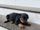 Rottweiler Puppies for sale in Amballur, Kerala 680301, India. price: 10000 INR