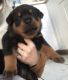 Rottweiler Puppies for sale in UPPR CHICHSTR, PA 19013, USA. price: NA