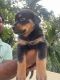 Rottweiler Puppies for sale in Kundapura, Karnataka, India. price: 22000 INR
