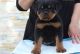 Rottweiler Puppies for sale in Daytona Beach, FL, USA. price: NA