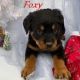 Rottweiler Puppies for sale in Corunna, IN 46730, USA. price: NA