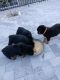 Rottweiler Puppies for sale in Orlando, FL, USA. price: $1,100