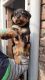Rottweiler Puppies for sale in Susuwahi, Varanasi, Uttar Pradesh 221011, India. price: 20000 INR