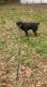 Rottweiler Puppies for sale in Greensboro, NC, USA. price: $850