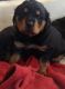 Rottweiler Puppies for sale in Bennett, CO 80102, USA. price: NA