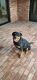 Rottweiler Puppies for sale in Enid, OK, USA. price: $200