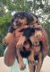 Rottweiler Puppies for sale in Kundapura, Karnataka, India. price: 11 INR