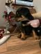 Rottweiler Puppies for sale in Newark, OH, USA. price: $500