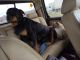Rottweiler Puppies for sale in Smyrna, TN, USA. price: NA
