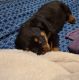 Rottweiler Puppies for sale in Taylor, MI 48180, USA. price: $1,000