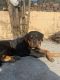 Rottweiler Puppies for sale in Maldevta Road, Dwara, Uttarakhand, India. price: 10000 INR