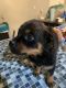Rottweiler Puppies for sale in St. Louis, MO, USA. price: NA