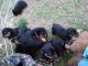 Rottweiler Puppies for sale in Smyrna, TN, USA. price: $1,500