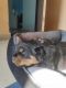Rottweiler Puppies for sale in Noida, Uttar Pradesh, India. price: 12000 INR