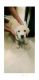 Rottweiler Puppies for sale in Daadys Olive, Kammasandra, Electronic City, Bengaluru, Karnataka 560100, India. price: 13000 INR