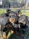 Rottweiler Puppies for sale in Nixon, TX 78140, USA. price: NA