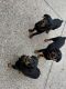 Rottweiler Puppies for sale in San Jose, CA, USA. price: NA