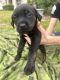 Rottweiler Puppies for sale in Spring Hill, FL, USA. price: $500