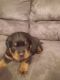 Rottweiler Puppies for sale in Shannon, MS 38868, USA. price: $1,500